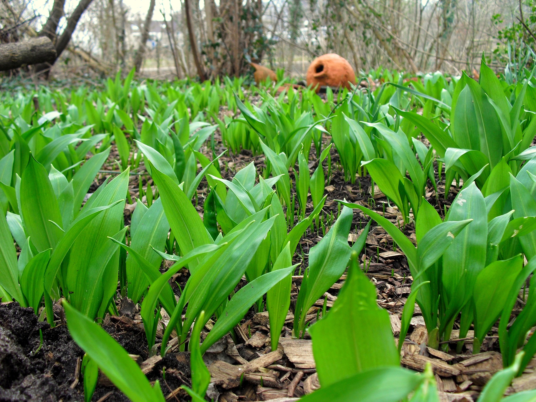 Voedwel, natuurlijk voedingsadvies, natuurvoedingskundige, daslook